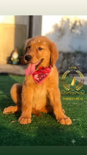 Golden Retriever 