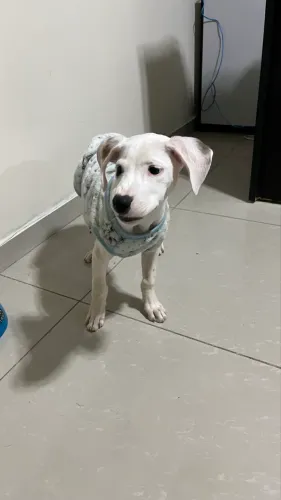 Doa cachorro 5 meses