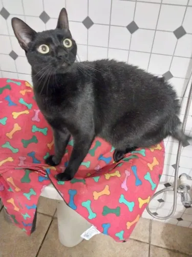 Gato 