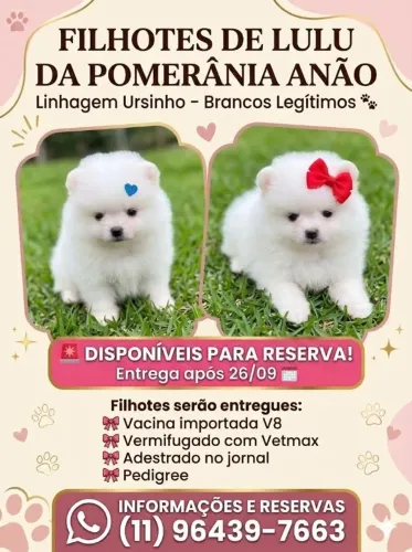 Luluzinhos brancos anoes urcinhos