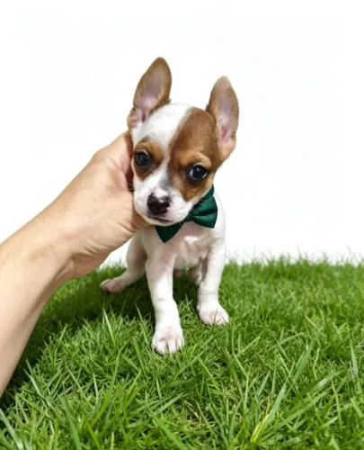 Uma Fofura de Pinscher Zero Esperando por Você 
