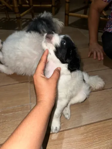 Cachorro macho poodle