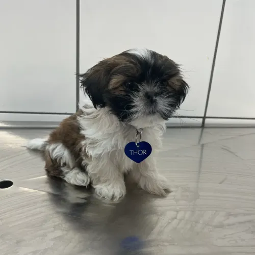 Doação de cachorrinho