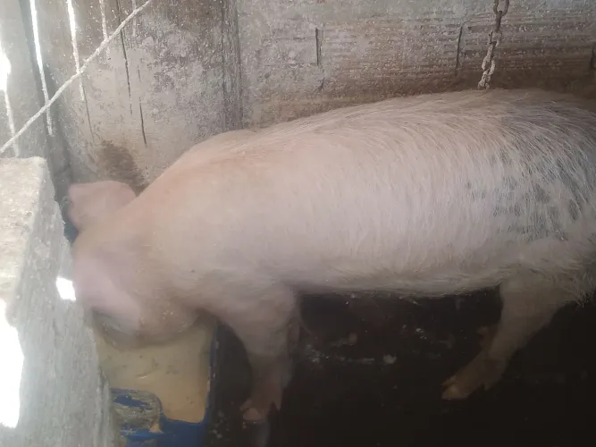Vendo ou troco porca 4.meses . aceito leitoes 