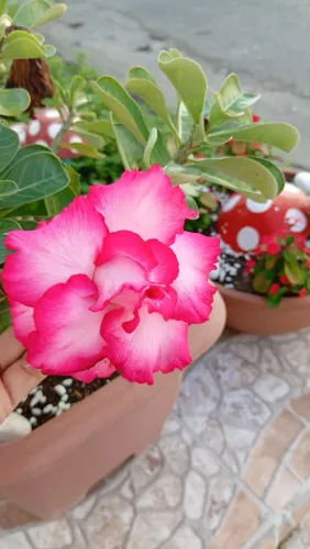 LÍRIOS DA PAZ E ROSA DO DESERTO