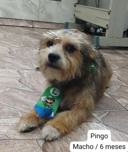 Vira-lata Pingo