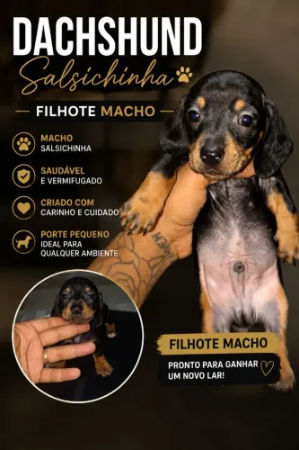 DACHSHUND/BASSET/SALSICHINHA