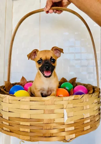 Chihuahua macho