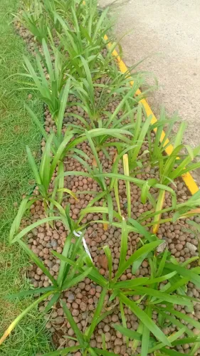 Jardineiro
