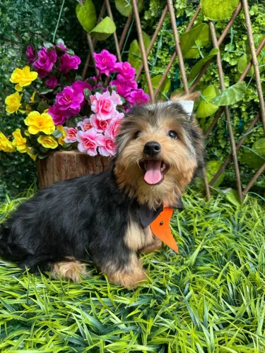 Yorshire Terrier (Mini ) Macho
