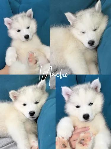 Husky siberiano filhote