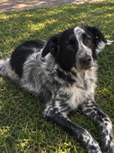 Border collie fêmea 