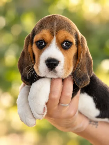 BEAGLE AMOROSO