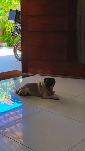 Pug macho 