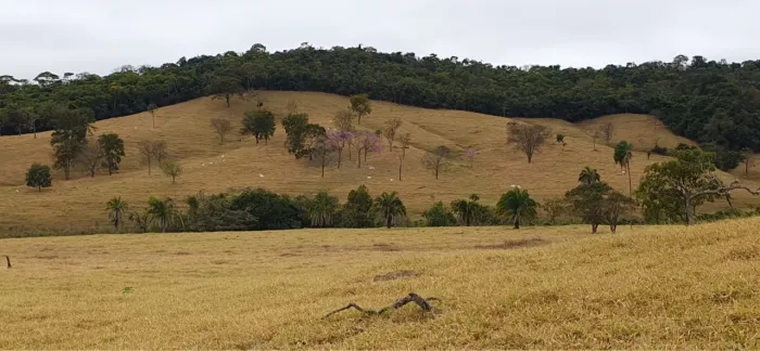 Vende-se Fazenda 38.6 alqueires em Bela vista Go 
