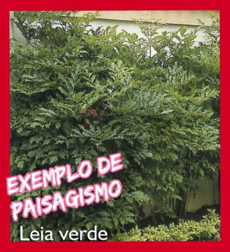 MUDA DE LÉIA VERDE