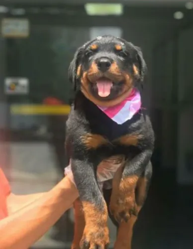 Fêmea de Rottweiler preto com canela filhote com 59 dias pedigree e vacina