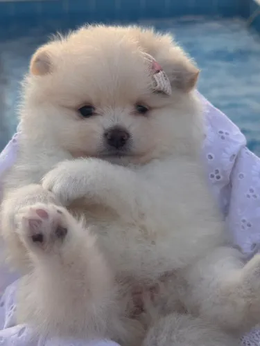 Lulu da Pomerânia. Filhote Vacinada e com pedigree. Super delicada.