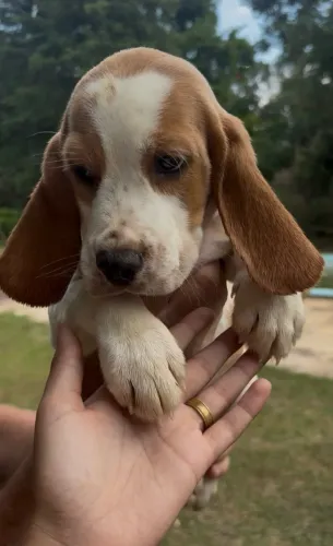 Beagles vacinados e vermífugados 