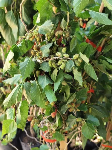 AMORA GIGANTE PRODUZINDO 