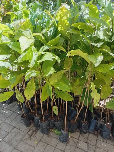 Mudas de Pau Formiga