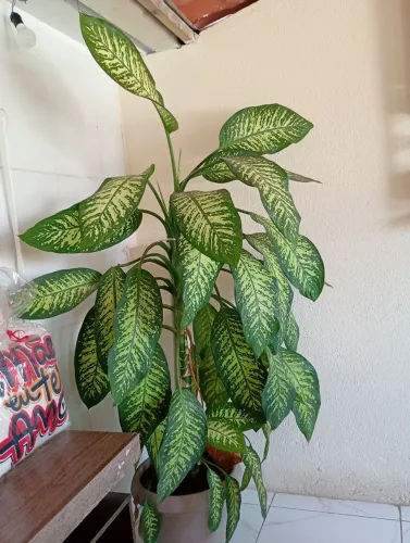 Plantas lindas natural bem cuidada