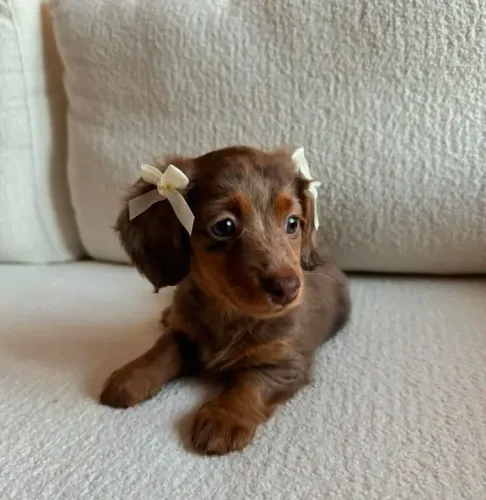 Daschund Teckel salsichinha pelo longo e pelo curto 
