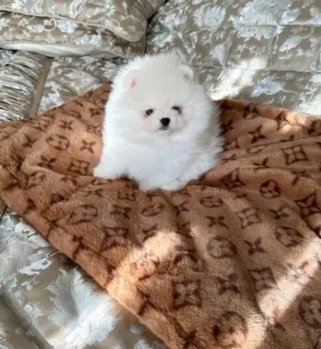 Spitz Alemão mini ursinho encantador