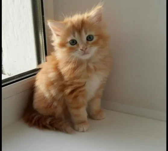 Filhotes Maine coon red - Havila filhotes 