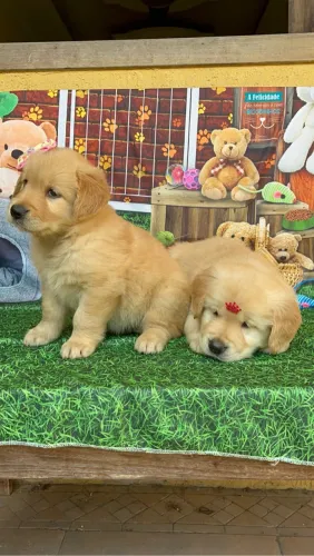 filhotes fêmeas pedigree golden 