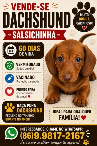 Pet salsicha macho