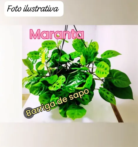 1 muda de Maranta Barriga de Sapo( brinde: maranta cinza)