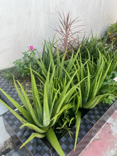 Aloe vera (babosa)