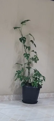 Plantas costela de Adão 