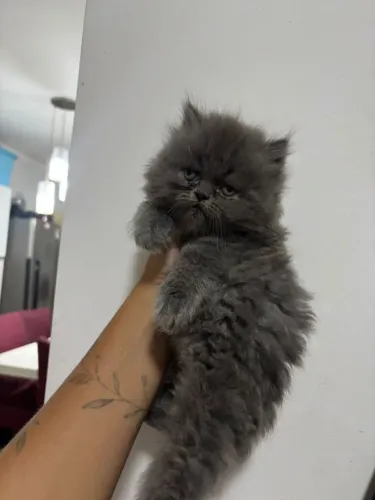 Filhotes de gatos percas a venda 