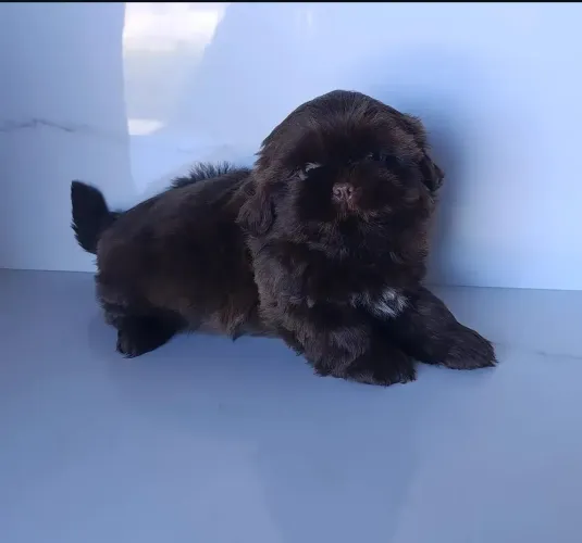 Meninos Chocolates Shihtzu