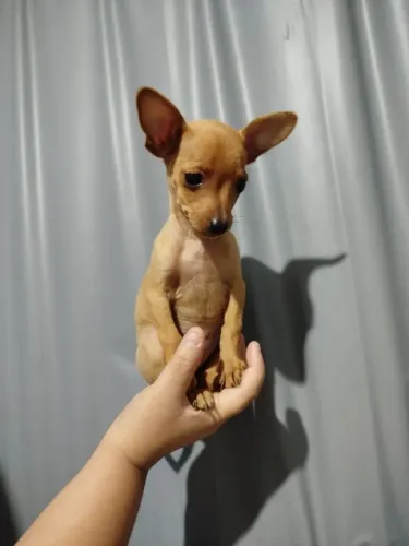 Femea de Pinscher n1 ,2 meses.somos de bangu RJ. 