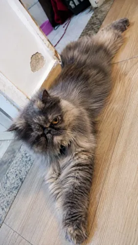 Procura-se a gata