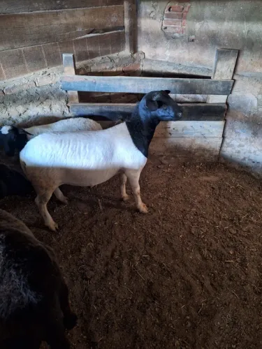 Reprodutor dorper