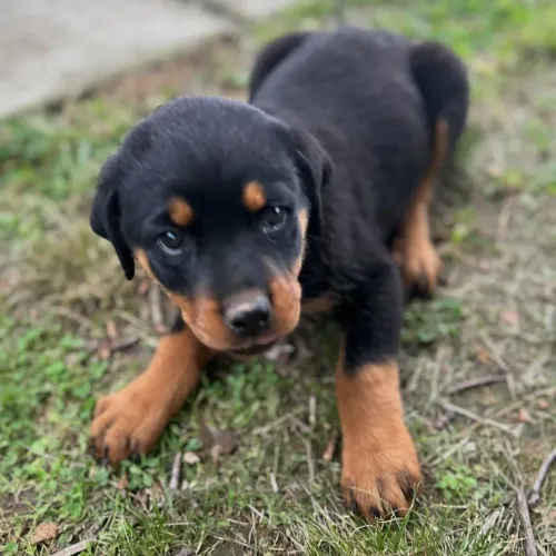 Rottweiler | Filhotes com excelente saúde 