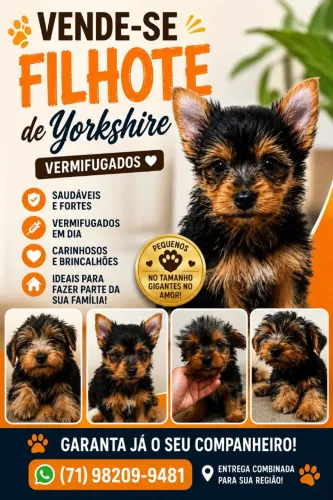 Filhote de Yorkshire 