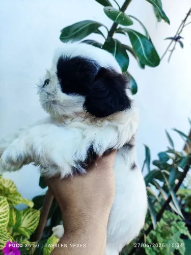 Filhotes de shih Tzu 
