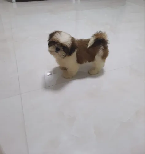 Shih tzu