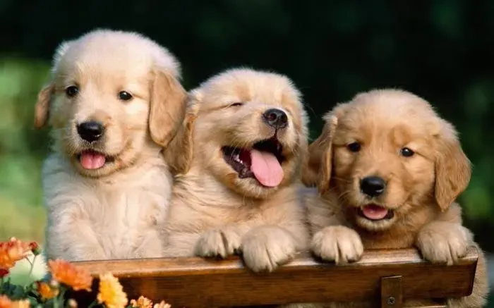 Golden retriever 12x