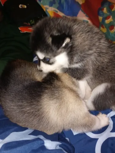 Filhotes de Husky Siberiano | Focinho cheio de alegria