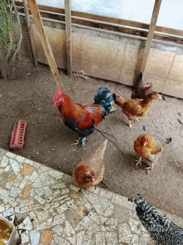 vendo Galo