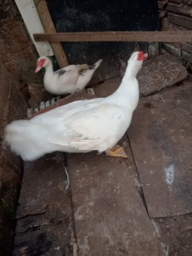 Casal de patos