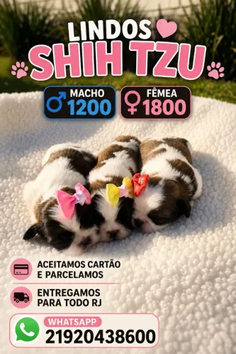 Shih tzu macho e fêmea raça pura lindos