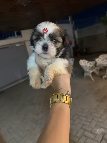 Shih tzu fêmea 