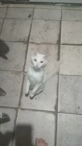 Adoção
